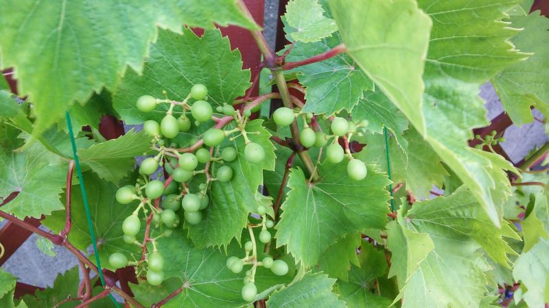 winogrono winorosl - Adam Sołtysiak