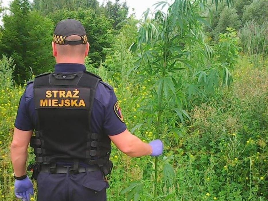 marihuana - Straż Miejska Swarzędz