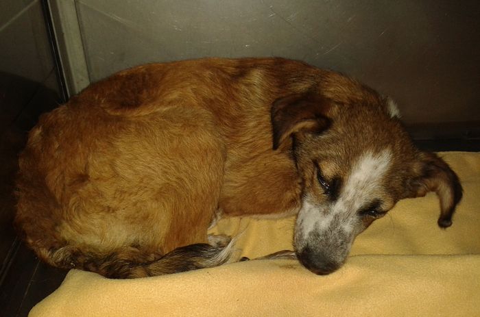 pies pobity prętem  - Policja Konin