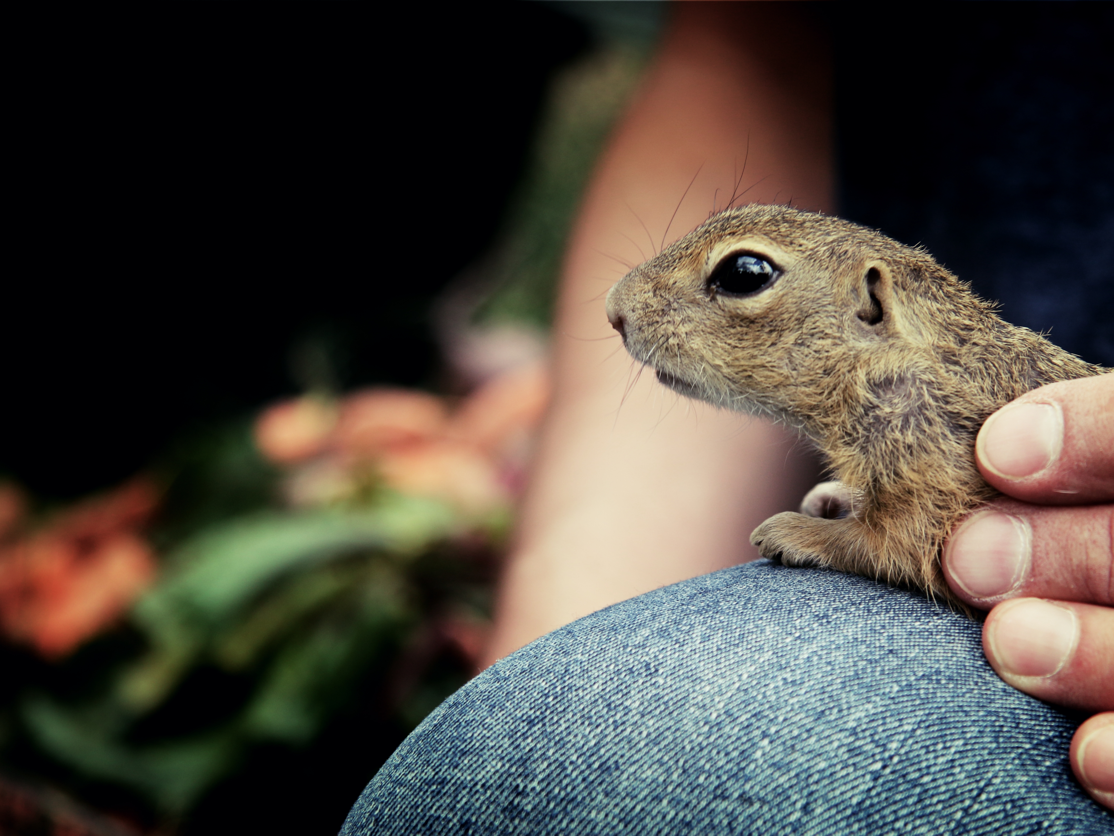suseł gryzoń  - Anna Adamczyk