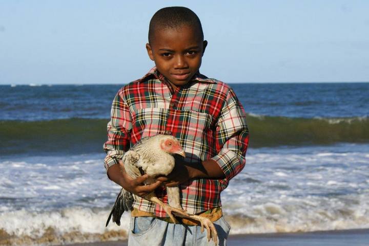 kury na madagaskar - Kury na Madagaskar