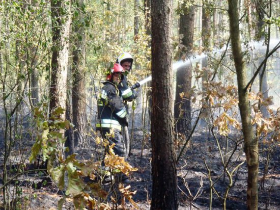 pozar lasu poszycia lesnego - Straż Pożarna Poznań