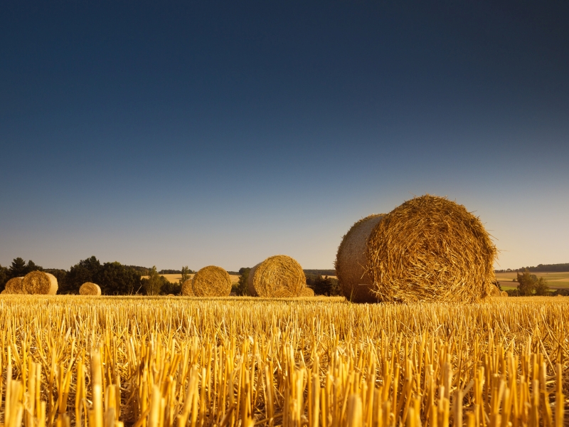 dozynki - Fotolia/Radio Merkury
