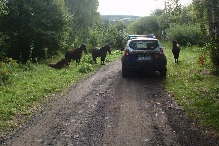 kuce na wolności cd-001 - Straż Miejska Miasta Poznania