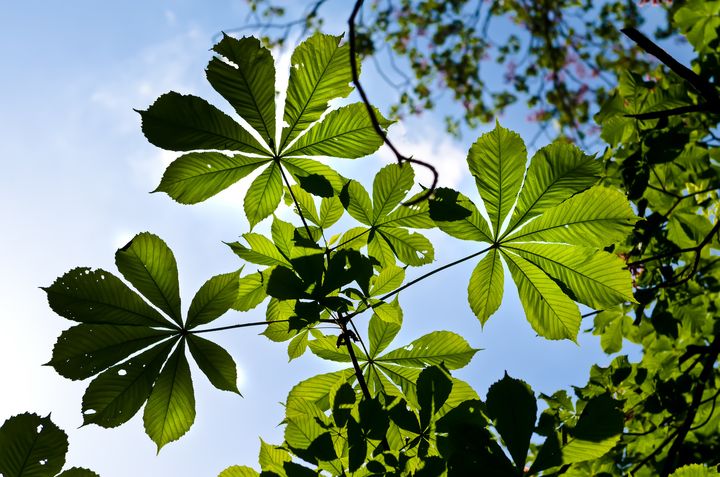 kasztanowiec kasztan - Radio Merkury - Fotolia.pl
