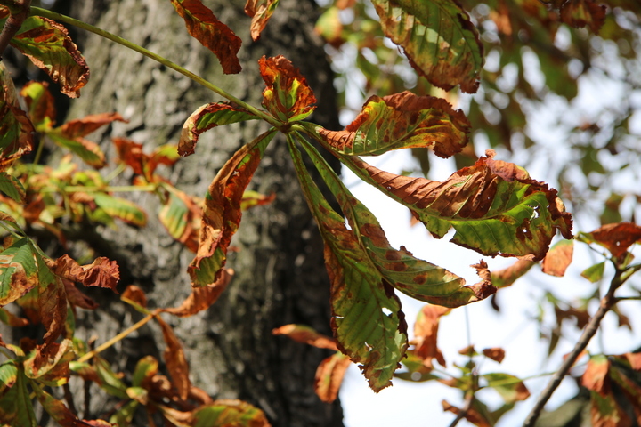kasztanowce liście zaatakowane kasztan kasztanowiec - Anna Adamczyk