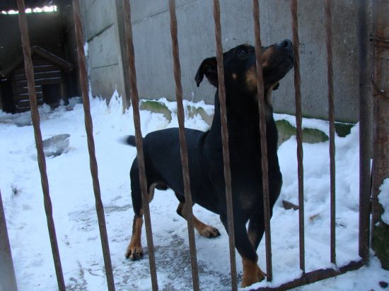 Pies ze schroniska w Swarzędzu - TOZ