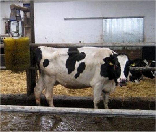 Myjnia dla krowy - Radio Merkury