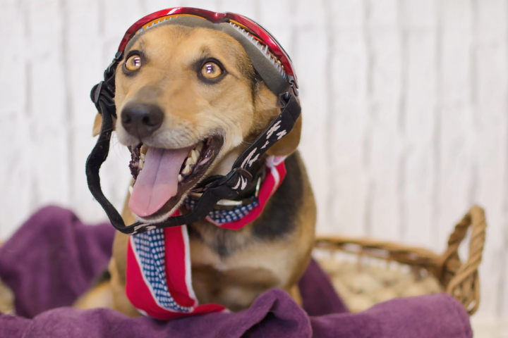 Psiaki z Henrykowa - Natalia Górecka