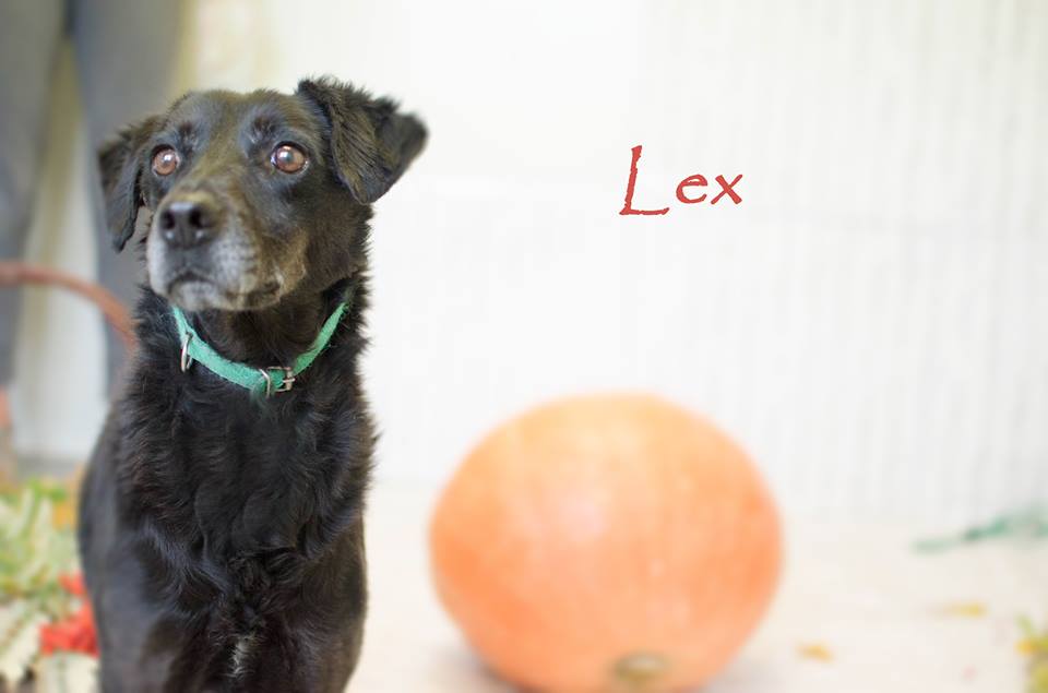 Psy - 10 wspaniałych - Międzygminne Schronisko dla bezdomnych zwierząt w Henrykowie