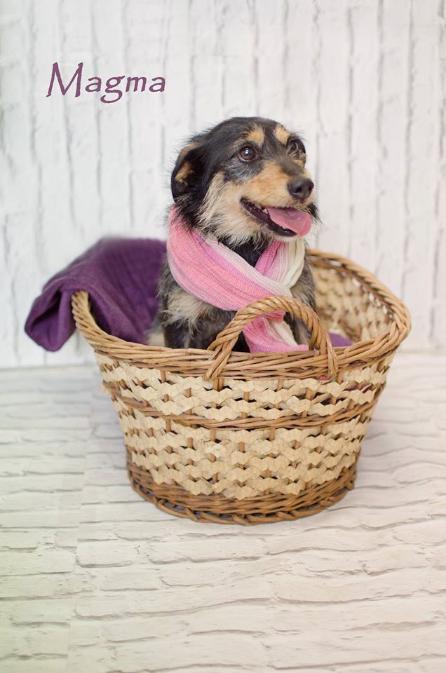 Międzygminne Schronisko dla bezdomnych zwierząt w Henrykowie