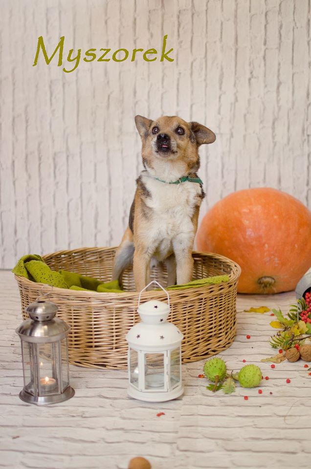 Międzygminne Schronisko dla bezdomnych zwierząt w Henrykowie