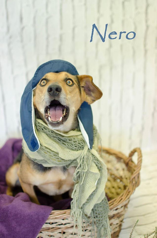 Międzygminne Schronisko dla bezdomnych zwierząt w Henrykowie