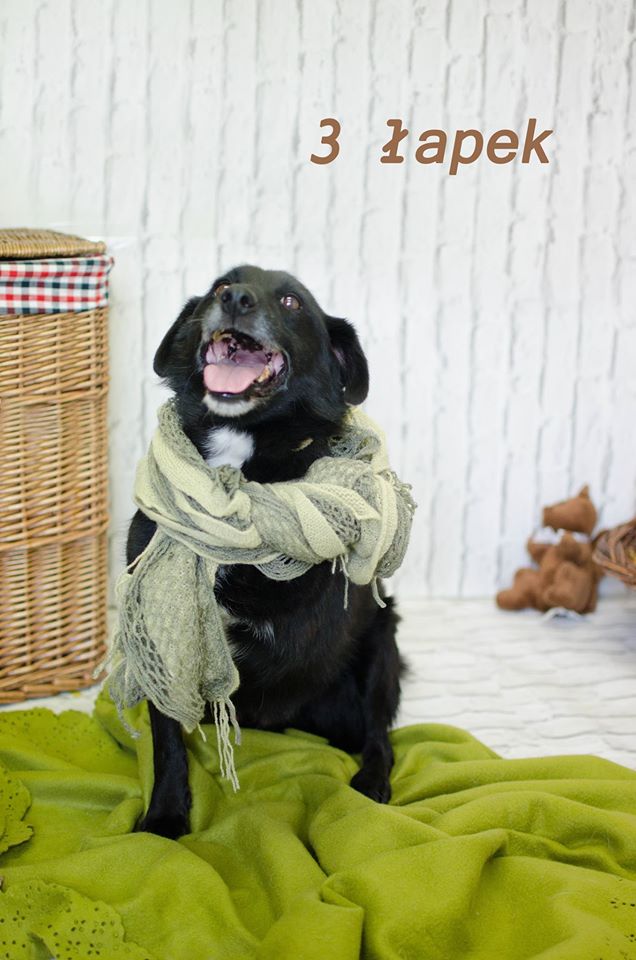 Międzygminne Schronisko dla bezdomnych zwierząt w Henrykowie