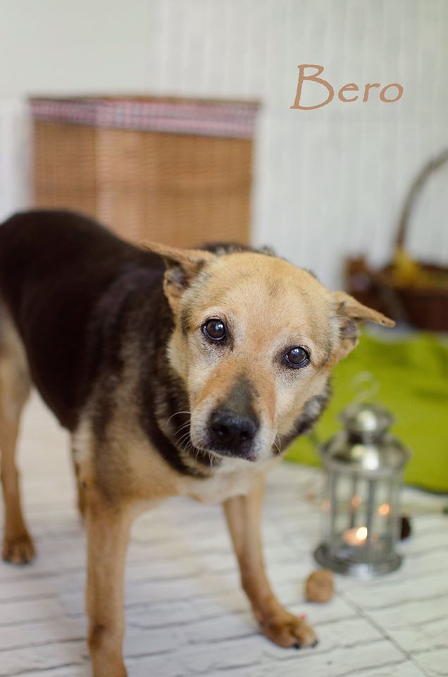 Międzygminne Schronisko dla bezdomnych zwierząt w Henrykowie