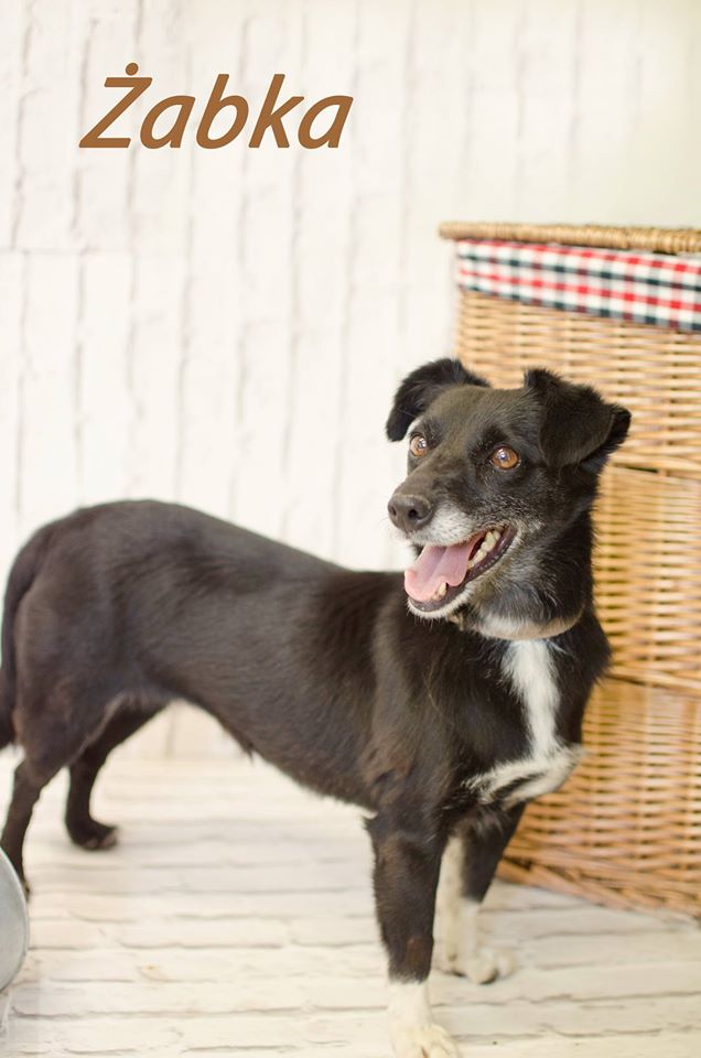 Międzygminne Schronisko dla bezdomnych zwierząt w Henrykowie