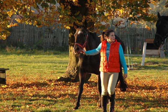 agroturystyka jesienna konie - redlionfarm.com