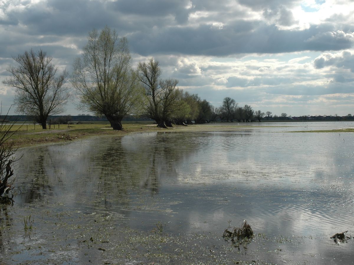 ujscie warty ptaki (4) - Szymon Mazur