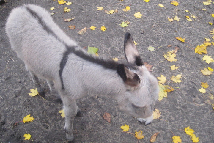 osły w ZOO (2) - Jacek Butlewski