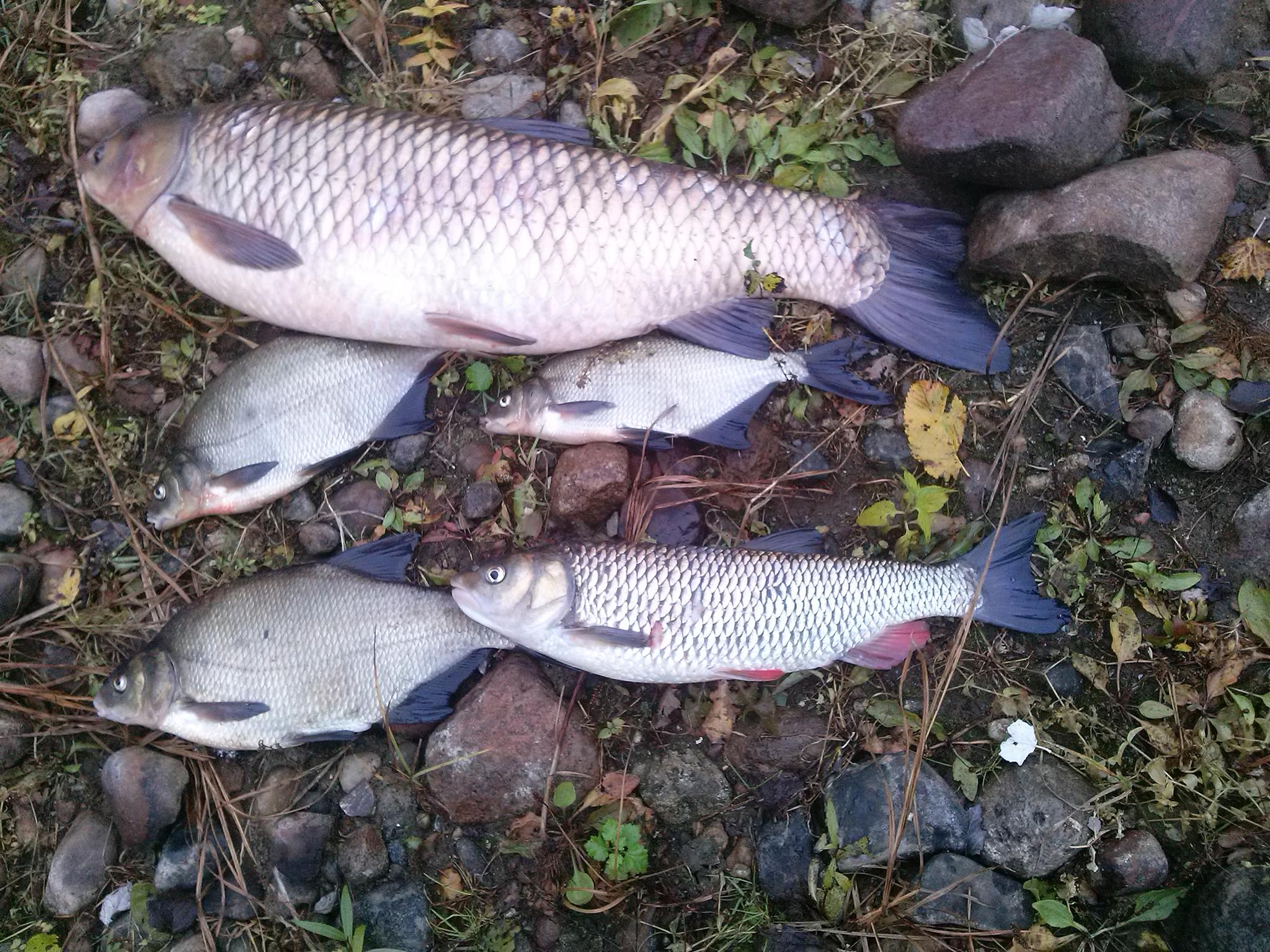 śnięte ryby w warcie - WKS Spin-Ice Szamotuły