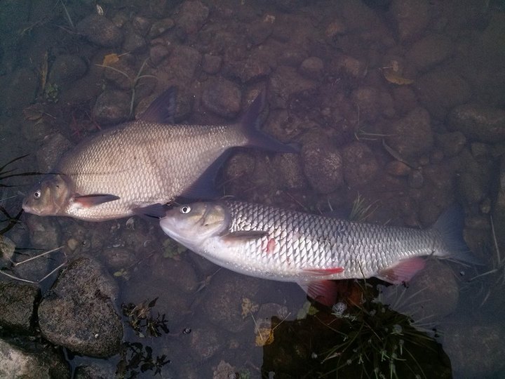 sniete ryby w warcie spin ice szamotuły - WKS Spin-Ice Szamotuły