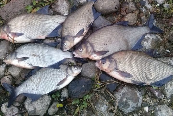 śnięte ryby wks spin ice szamotuły - WKS Spin Ice Szamotuły