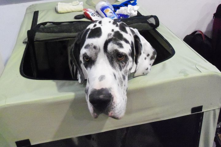 wystawa psów rasowych 2015 dzień 1 (15) - Radio Merkury